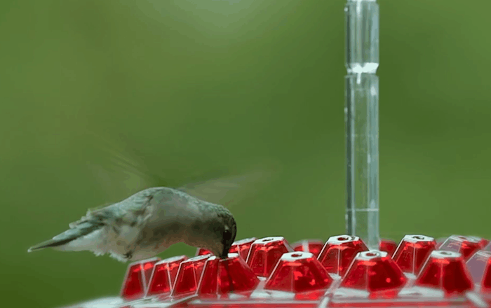 Red ant-proof hummingbird feeder with clear rim and red cup ports, bird near tray