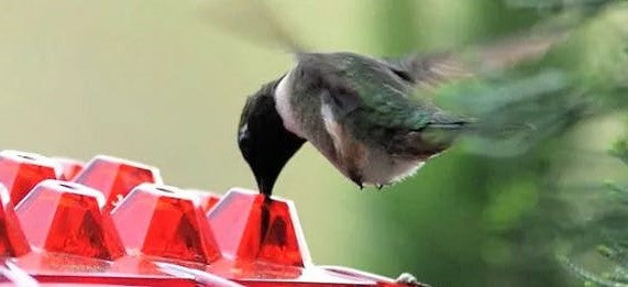 Red ant-proof hummingbird feeder top with clear base and red feeding ports