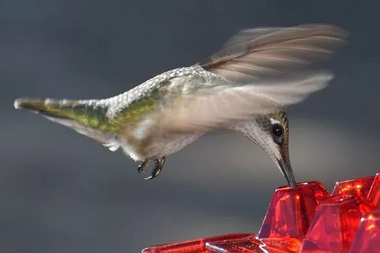 Red ant-proof hummingbird feeder with clear base and red feeding ports, bird close-up