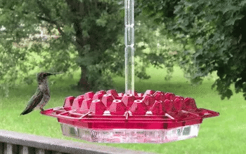 Red hanging ant-proof bird feeder with wire hanger and tray