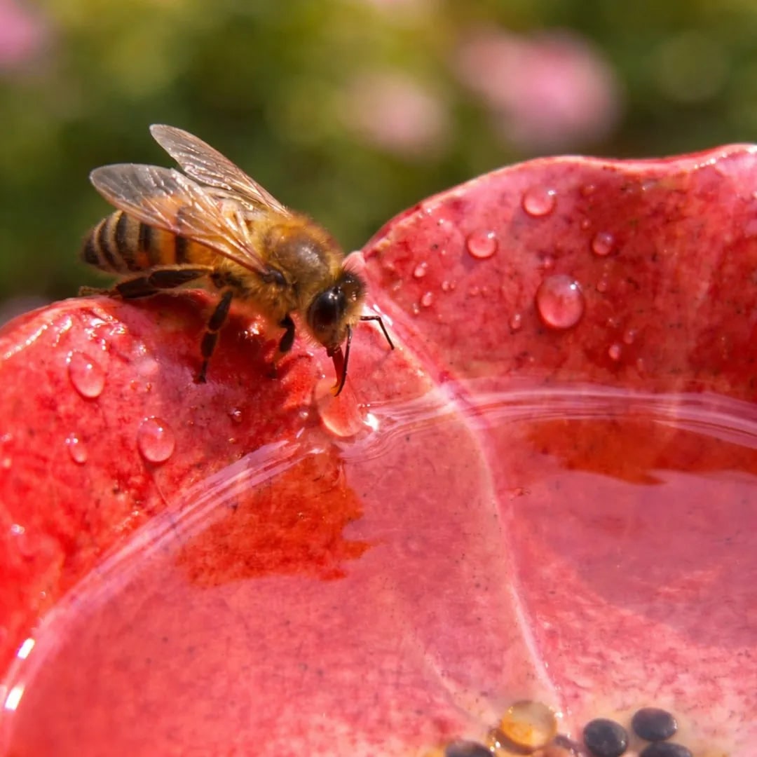 Bee drinking from a red flower with water droplets on a blurred natural background