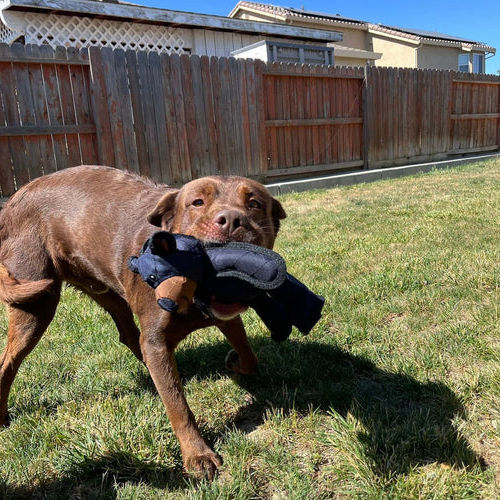 Dog playing with a toy in a backyard
