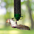 Green squirrel-proof bird feeder with clear tube and four feeding perches