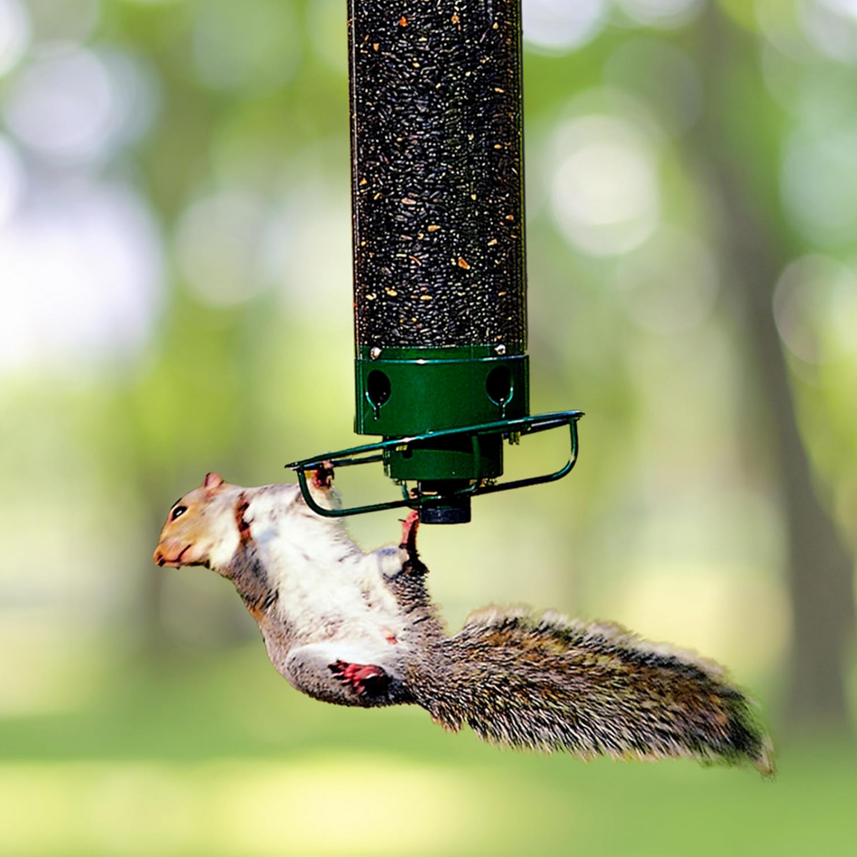 Green squirrel-proof bird feeder with clear tube and four feeding perches