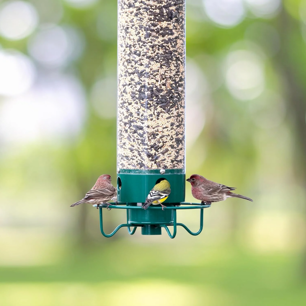 Green bird feeder with clear tube and four ports, with three small birds